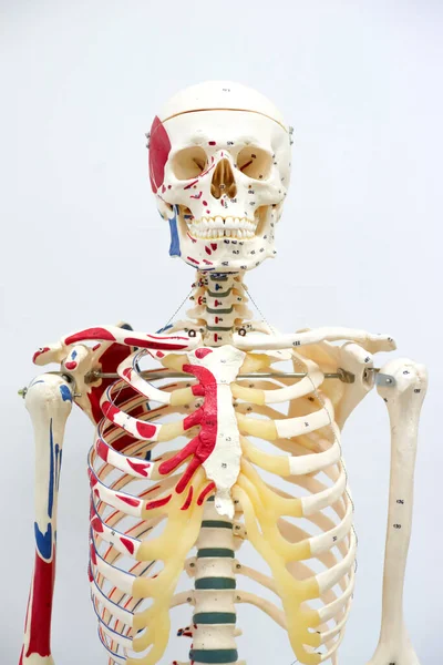 Μοντέλο Ανθρώπινου Σκελετού Για Φυσιολογία Στο Εργαστήριο — Φωτογραφία Αρχείου