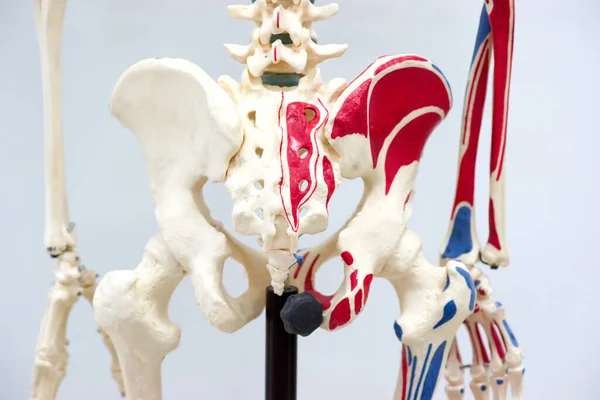解剖学研究室の生理学のためのヒト骨盤骨格モデル — ストック写真