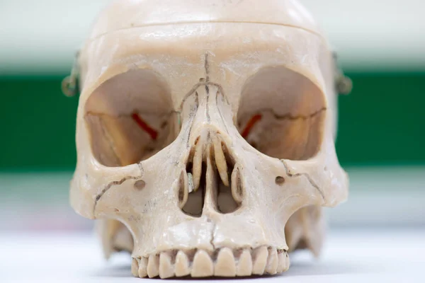 Closeup Modelo Crânio Humano Para Educação — Fotografia de Stock