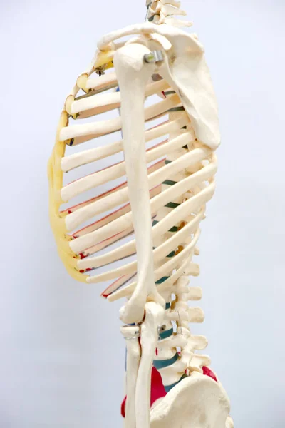 Modelo Costillas Humanas Esqueleto Columna Vertebral Para Fisiología Laboratorio Anatomía —  Fotos de Stock