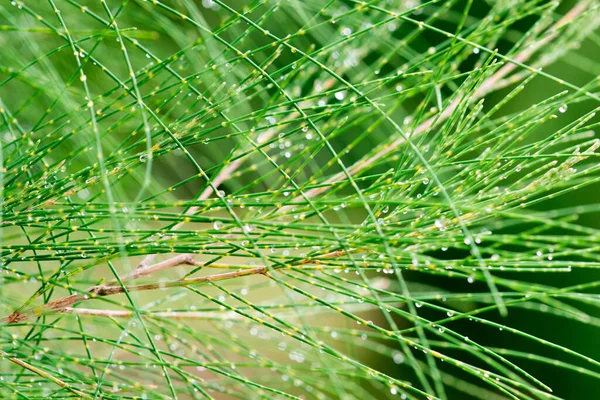 Fora Foco Padrões Abstratos Natureza Gota Chuva Sobre Ela Carvalho — Fotografia de Stock