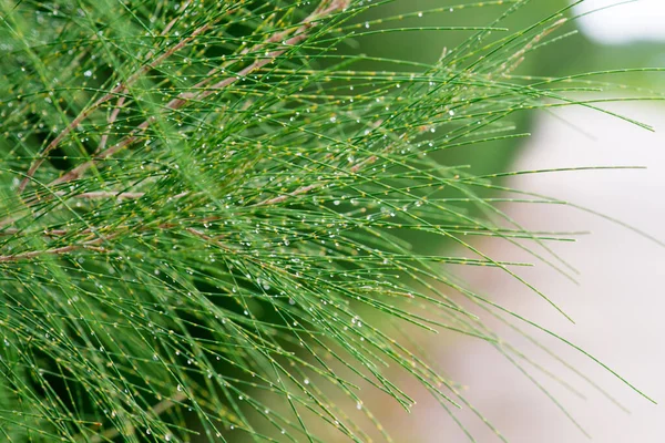 Fora Foco Padrões Abstratos Natureza Gota Chuva Sobre Ela Carvalho — Fotografia de Stock