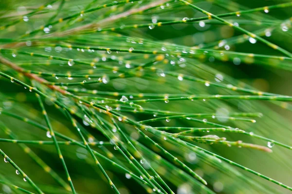 Fora Foco Padrões Abstratos Natureza Gota Chuva Sobre Ela Carvalho — Fotografia de Stock