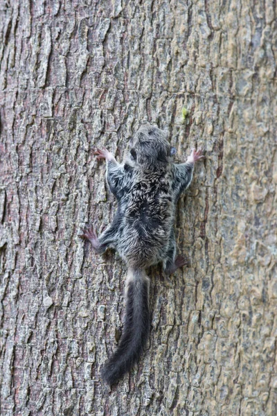 Bébi Repülő Maki Galeopterus Variegatus Ragaszkodik Egy Fához — Stock Fotó