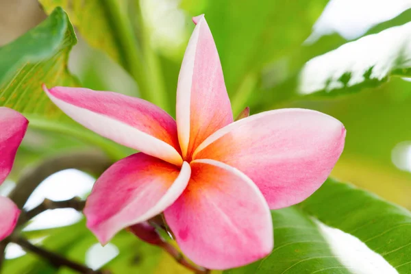 Frangipani Plumería Árbol Del Templo Árbol Del Cementerio —  Fotos de Stock