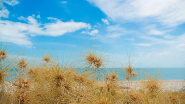 Dry Grass Sand Beach Sea View — Stock Photo, Image