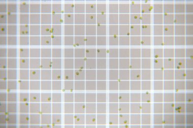 Taze yeşil plankton hücreleri ölçek sayma odasında