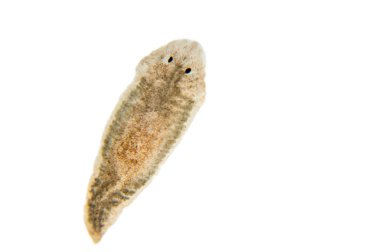 Planaria yassı solucanı, mikroskop altında. (Yumuşak odaklanma)
