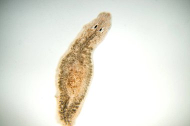 Planaria yassı solucanı, mikroskop altında. (Yumuşak odaklanma)