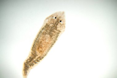 Planaria yassı solucanı, mikroskop altında. (Yumuşak odaklanma)