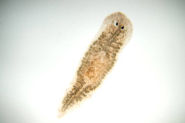 Planaria yassı solucanı, mikroskop altında. (Yumuşak odaklanma)