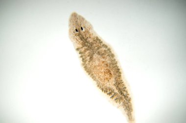 Planaria yassı solucanı, mikroskop altında. (Yumuşak odaklanma)