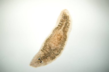 Planaria yassı solucanı, mikroskop altında. (Yumuşak odaklanma)