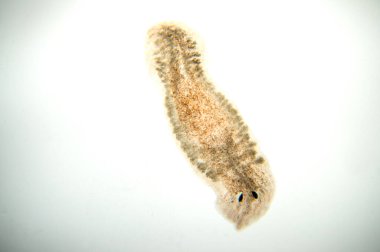 Planaria yassı solucanı, mikroskop altında. (Yumuşak odaklanma)