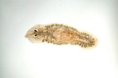 Planaria yassı solucanı, mikroskop altında. (Yumuşak odaklanma)