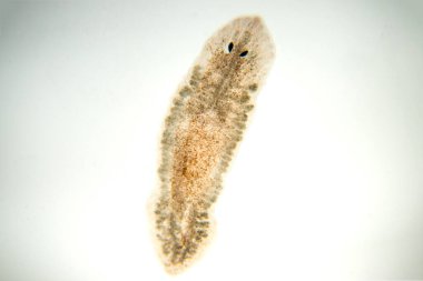 Planaria yassı solucanı, mikroskop altında. (Yumuşak odaklanma)