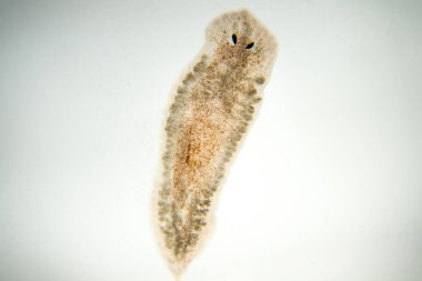 Planaria yassı solucanı, mikroskop altında. (Yumuşak odaklanma)