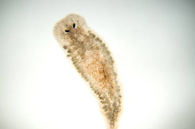 Planaria yassı solucanı, mikroskop altında. (Yumuşak odaklanma)