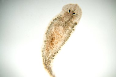 Planaria yassı solucanı, mikroskop altında. (Yumuşak odaklanma)