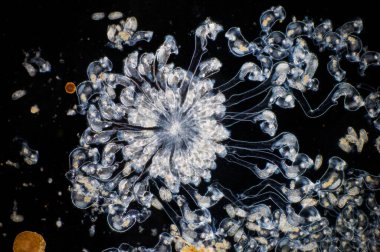 Köstebek (Rotifera, yaygın olarak tekerlek hayvanları olarak bilinir) mikroskobik ve mikroskobik ve neredeyse mikroskobik psödoelomat hayvanlardan oluşan bir filyum oluşturur..