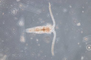 Kopepodlar denizde ve hemen hemen her tatlı su habitatında bulunan küçük kabuklulardan oluşur.. 