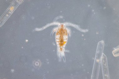 Kopepodlar denizde ve hemen hemen her tatlı su habitatında bulunan küçük kabuklulardan oluşur.. 