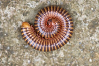 Dev kırkayak yere yuvarlandı..