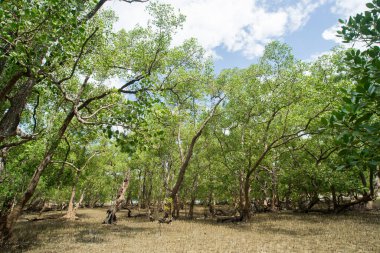 Sahildeki tropik mangrov ormanı.