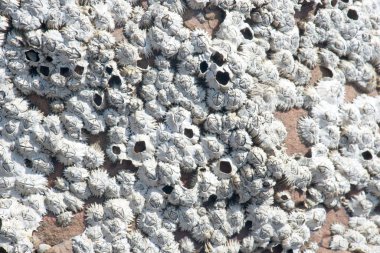 Closeup of dead barnacles on a rock clipart