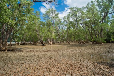 Sahildeki tropik mangrov ormanı.