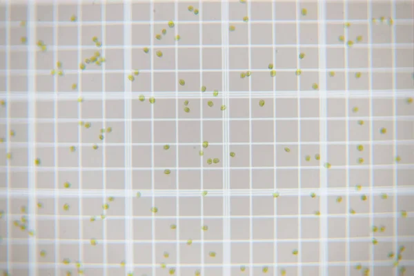 Φρέσκα Πράσινα Κύτταρα Πλαγκτόν Θάλαμο Καταμέτρησης Κλίμακας — Φωτογραφία Αρχείου