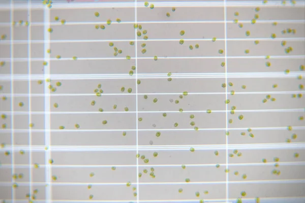 スケールカウント室上の新鮮な緑のプランクトン細胞 — ストック写真