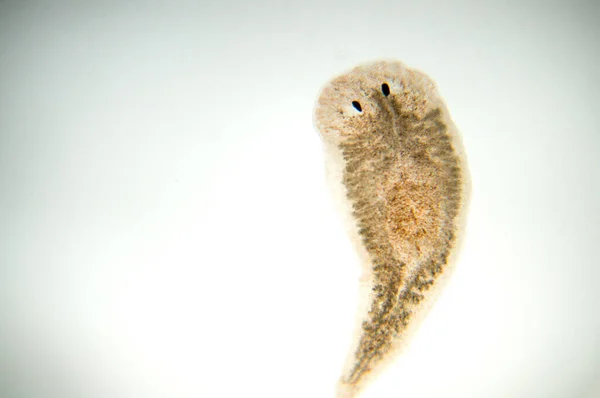 Planaria Plattmask Mikroskop Mjuk Fokusering — Stockfoto