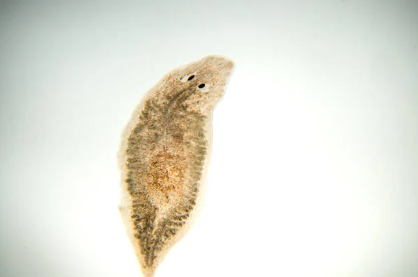 Planaria Ver Plat Vue Microscope Mise Point — Photo