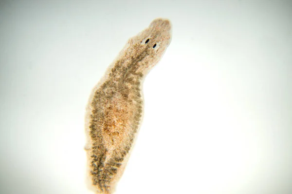 Planaria Yassı Solucanı Mikroskop Altında Yumuşak Odaklanma — Stok fotoğraf