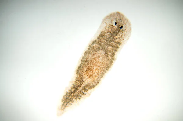 Planaria Yassı Solucanı Mikroskop Altında Yumuşak Odaklanma — Stok fotoğraf