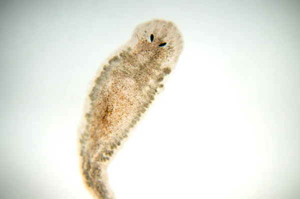 Planaria Flatworm Pod Mikroskopem Měkké Zaměření — Stock fotografie