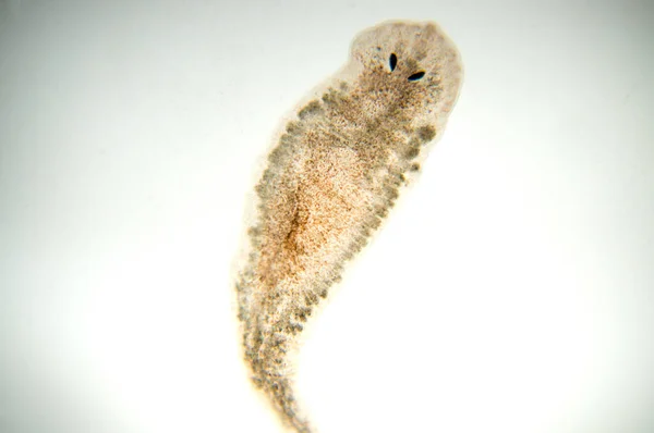 Planaria Flatworm Microscope View Soft Focus — Stock Photo, Image