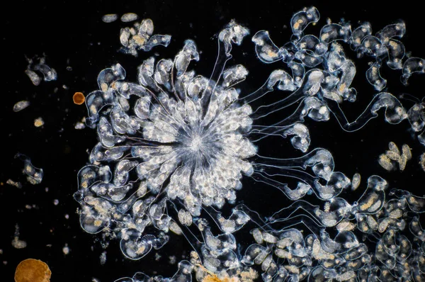 Rotifer Rotifera Közismert Nevén Kerekes Állatok Egy Mikroszkopikus Majdnem Mikroszkopikus — Stock Fotó