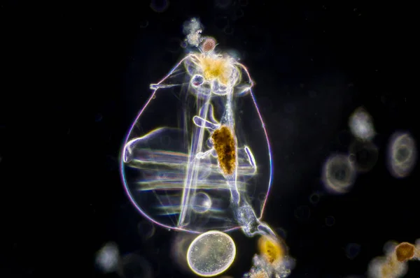 Rotifer Rotifera Běžně Nazývaná Kolová Zvířata Tvoří Fylum Mikroskopických Téměř — Stock fotografie