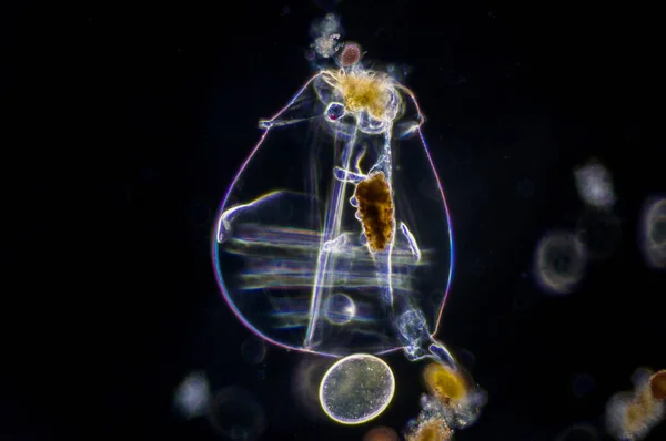 Rotiferer Mikroskopiska Vattenlevande Djur Fylum Rotifera Rotifer Finns Många Sötvattenmiljöer — Stockfoto