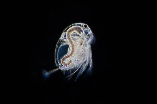 Pulga Agua Moina Macrocopa Bajo Vista Microscopio —  Fotos de Stock