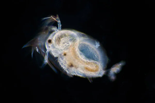 Vodní Blecha Moina Macrocopa Pod Mikroskopem — Stock fotografie