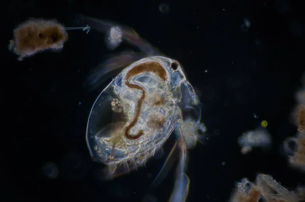 顕微鏡下での水フリー モイナマクロコパ — ストック写真
