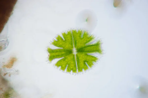 Micrasterias Egy Egysejtű Zöld Alga Mikroszkóp Alatt Nézet — Stock Fotó