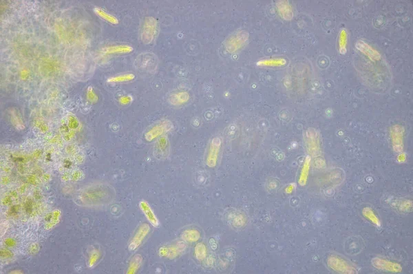 Euglena Rod Jednobuněčných Flagelátů Eukaryotes — Stock fotografie