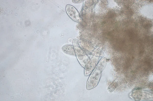 Paramecium Род Одноклеточных Животных Paramecia Широко Распространен Пресноводной Браконьерской Морской — стоковое фото