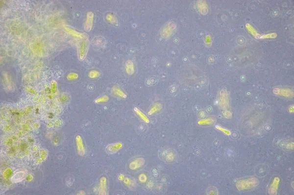 Euglena Est Genre Eukaryotes Flagellés Unicellulaires — Photo