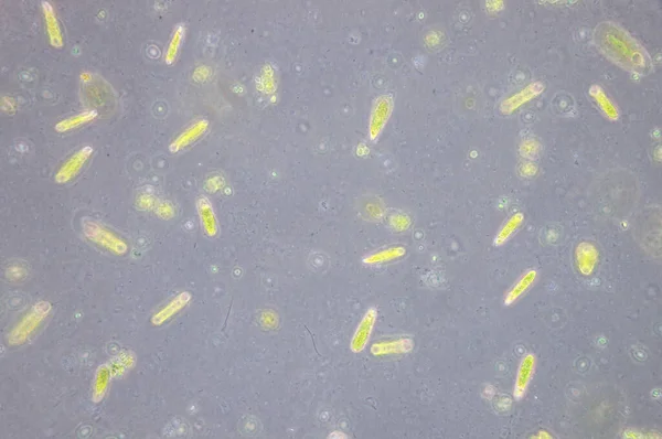 Euglena Genere Eucarioti Flagellati Unicellulari — Foto Stock