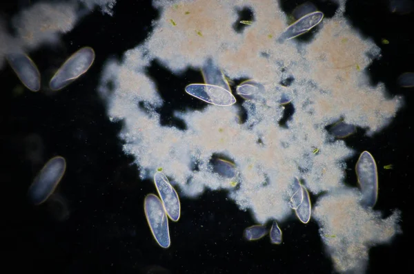 Paramecium Genus Unicellular Ciliated Protozoa Paramecia Widespread Freshwater Brackish Marine — Stock Photo, Image